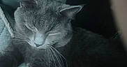 Baby is registered to the contest to win money with this photo: cat, gray_cat, sleeping, sleepy, close_up, portrait, whiskers, fur, ears, nose, closed_eyes, animal, pet, cozy, resting, curled_up, dark_background, moody_lighting, indoors, nap