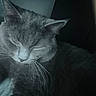 cat, gray_cat, sleeping, sleepy, close_up, portrait, whiskers, fur, ears, nose, closed_eyes, animal, pet, cozy, resting, curled_up, dark_background, moody_lighting, indoors, nap