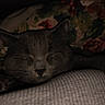 Baby is registered to the contest to win money with this photo: cat, gray_cat, sleeping, sleepy, pet, animal, feline, whiskers, ears, paws, fur, bed, bedding, floral, indoors, cozy, relaxed, resting, close_up, portrait