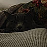 Baby is registered to the contest to win money with this photo: dog, pet, sleeping, resting, indoors, couch, blanket, floral, dark_coat, portrait, close_up, face, eyes, nose, paws, cozy, home, furniture, soft_lighting, nap