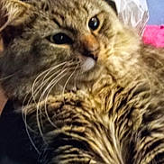 Timber joined the competition — help win amazing prizes! cat, kitten, tabby, striped_fur, close_up, face, eyes, whiskers, nose, ears, fur, fluffy, brown, golden, black, pet, indoor, portrait, pink_background, cute