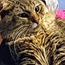 cat, kitten, tabby, striped_fur, close_up, face, eyes, whiskers, nose, ears, fur, fluffy, brown, golden, black, pet, indoor, portrait, pink_background, cute