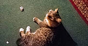 Timber is registered to the contest to win money with this photo: cat, feline, pet, animal, lying_down, on_back, fluffy, fur, striped_fur, green_carpet, rug, indoor, home, floor, relaxed, playful, looking_up, shadow, partial_foot, cozy