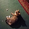 cat, feline, pet, animal, lying_down, on_back, fluffy, fur, striped_fur, green_carpet, rug, indoor, home, floor, relaxed, playful, looking_up, shadow, partial_foot, cozy