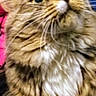 Timber is registered to the contest to win money with this photo: cat, fluffy, long_hair, golden_fur, tabby, pet, animal, whiskers, blue_eyes, close_up, portrait, indoors, cozy, blanket, bed, curious, looking_up, sitting, feline, adorable