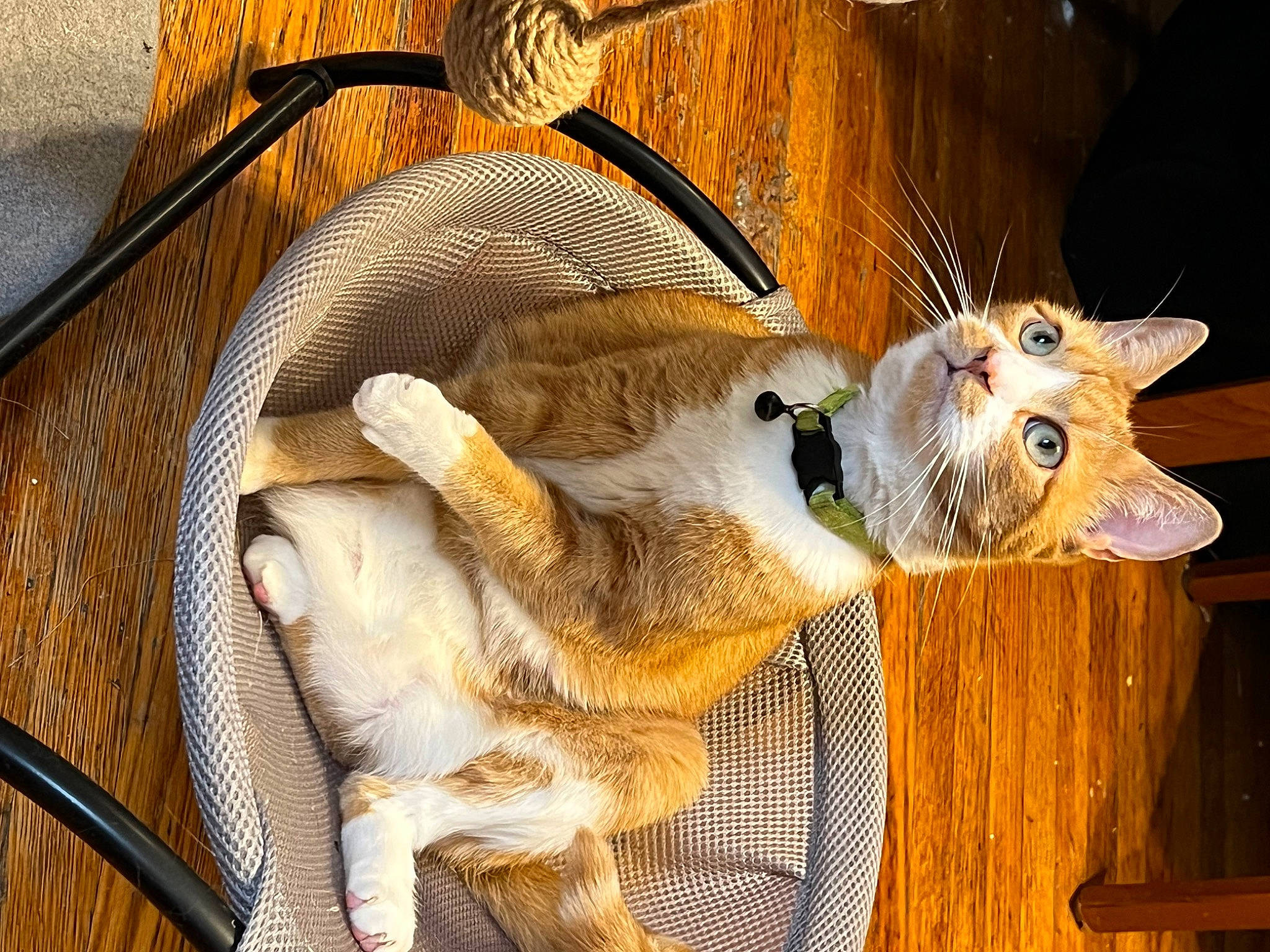 Gibby joined the competition — help win amazing prizes! art, basket, canidae, carnivore, cat, claw, comfort, domestic_short_haired_cat, fawn, felidae, fur, painting, paw, small_to_medium_sized_cats, tail, visual_arts, whiskers, wood