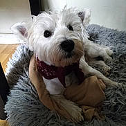 Taki participe au concours pour gagner de l'argent avec cette photo : dog, white_dog, bandana, pet_bed, blanket, indoor, floor, fur, canine, cute, animal, pet, resting, cozy, looking_up, ears, paw, muzzle, companion, domestic_animal