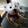 dog, white_dog, bandana, pet_bed, blanket, indoor, floor, fur, canine, cute, animal, pet, resting, cozy, looking_up, ears, paw, muzzle, companion, domestic_animal