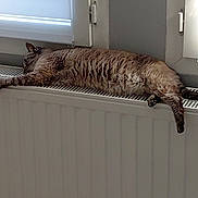 Harmonie a rejoint le concours — aidez-le/la à gagner de superbes lots ! cat, feline, pet, indoor, radiator, resting, sleeping, cozy, window, home, relaxation, fur, brown, striped, animal, domestic, lazy, comfort, sunlight, warm