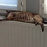 cat, feline, pet, indoor, radiator, resting, sleeping, cozy, window, home, relaxation, fur, brown, striped, animal, domestic, lazy, comfort, sunlight, warm
