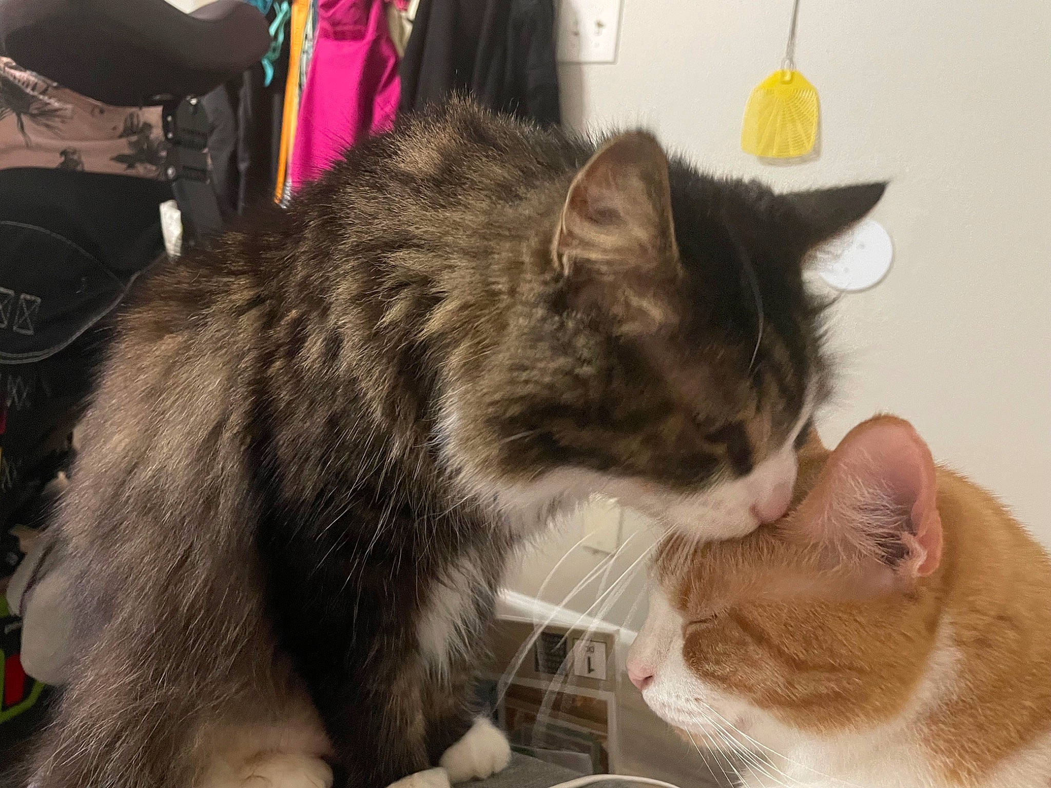 Bear joined the competition — help win amazing prizes! box, carnivore, cat, cat_supply, claw, comfort, domestic_short_haired_cat, felidae, fur, paw, pet_food, pet_supply, small_to_medium_sized_cats, tail, whiskers