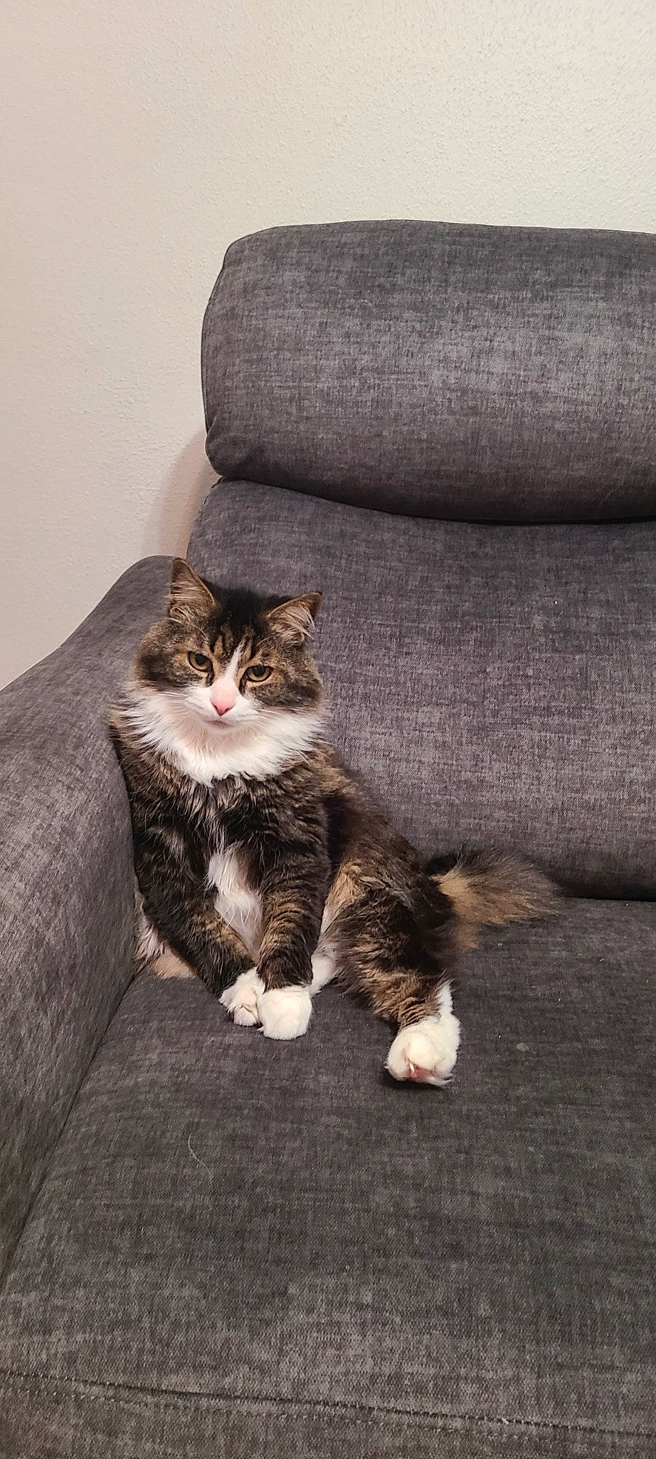 Bear is registered to the contest to win money with this photo: carnivore, cat, claw, comfort, couch, domestic_short_haired_cat, felidae, flooring, foot, fur, grey, paw, sitting, small_to_medium_sized_cats, snout, tail, terrestrial_animal, tree, whiskers, wood