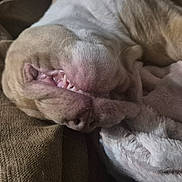 Arrès a rejoint le concours — aidez-le/la à gagner de superbes lots ! animal, bed, blanket, brown, canine, closeup, cozy, dog, fur, home, indoor, mouth, pet, relaxed, resting, sleeping, snout, soft, teeth, texture