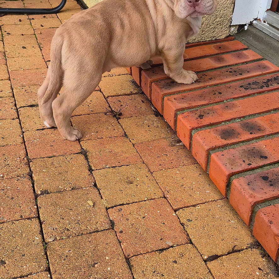 Arrès a rejoint le concours — aidez-le/la à gagner de superbes lots ! animal, brick_patio, canine, cute, dog, domestic_animal, fur, garden_furniture, looking_back, outdoor, paw, pet, puppy, side_view, small_steps, standing, steps, wrinkles, yellow_wall, young_dog