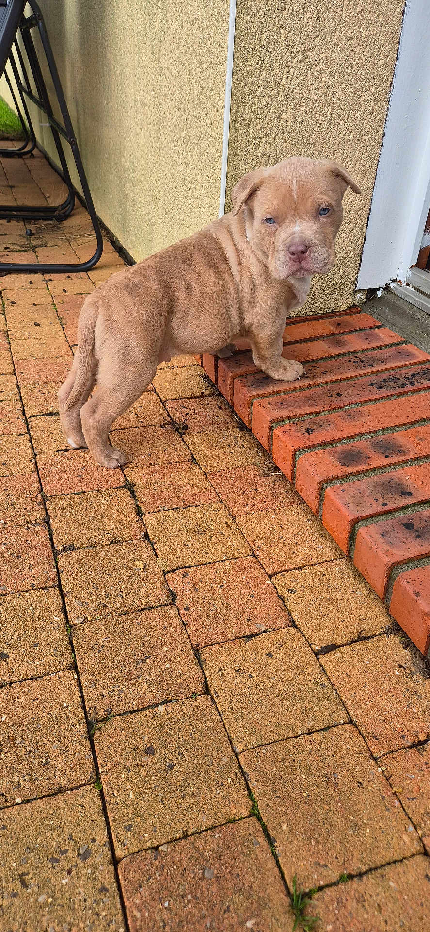 Arrès a rejoint le concours — aidez-le/la à gagner de superbes lots ! animal, brick_patio, canine, cute, dog, domestic_animal, fur, garden_furniture, looking_back, outdoor, paw, pet, puppy, side_view, small_steps, standing, steps, wrinkles, yellow_wall, young_dog