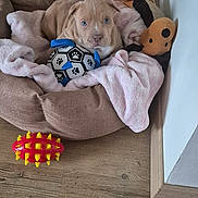 Arrès participe au concours pour gagner de l'argent avec cette photo : animal, black_and_white_ball, blanket, blue_eyes, brown_bed, cozy, cute, dog, floor, indoor, pet_bed, pink_blanket, playing, plush_toy, puppy, resting, small_dog, soft_toy, toy, wooden_floor