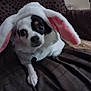 Echo joined the competition — help win amazing prizes! dog, bunny_costume, white_fur, black_fur, pink_ears, blanket, pet, cute, costume, indoor, lying_down, collar, animal, small_dog, face, fur, looking_at_camera, soft_texture, domestic_animal, resting