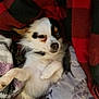 Echo is registered to the contest to win money with this photo: dog, small_dog, white_fur, black_markings, brown_markings, blanket, bed, cozy, relaxed, sleepy, lying_down, pet, animal, indoor, resting, fur, cute, companion, comfort, snuggle