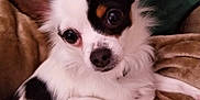 Echo is registered to the contest to win money with this photo: dog, small_dog, black_and_white, cute, pet, animal, fur, ears, eyes, blanket, resting, indoors, close_up, canine, companion, mammal, curious, portrait, soft_texture, relaxed