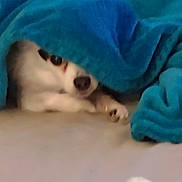 Echo joined the competition — help win amazing prizes! dog, blanket, blue, cozy, pet, snug, indoor, cute, fur, animal, resting, paw, face, lying_down, warm, comfort, home, relaxed, soft, peek