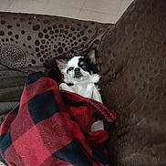 Echo joined the competition — help win amazing prizes! dog, blanket, couch, indoor, pet, small_dog, red, black, white, fur, relaxed, cozy, pattern, checkered, seated, cute, companion, animal, resting, comfort