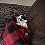 dog, blanket, couch, indoor, pet, small_dog, red, black, white, fur, relaxed, cozy, pattern, checkered, seated, cute, companion, animal, resting, comfort