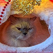 Leo is registered to the contest to win money with this photo: cat, fluffy, face, whiskers, christmas_stocking, holiday, red_beads, golden_decoration, cozy, fur, pet, indoor, festive, animal, cute, closeup, soft, warm, decor, expression