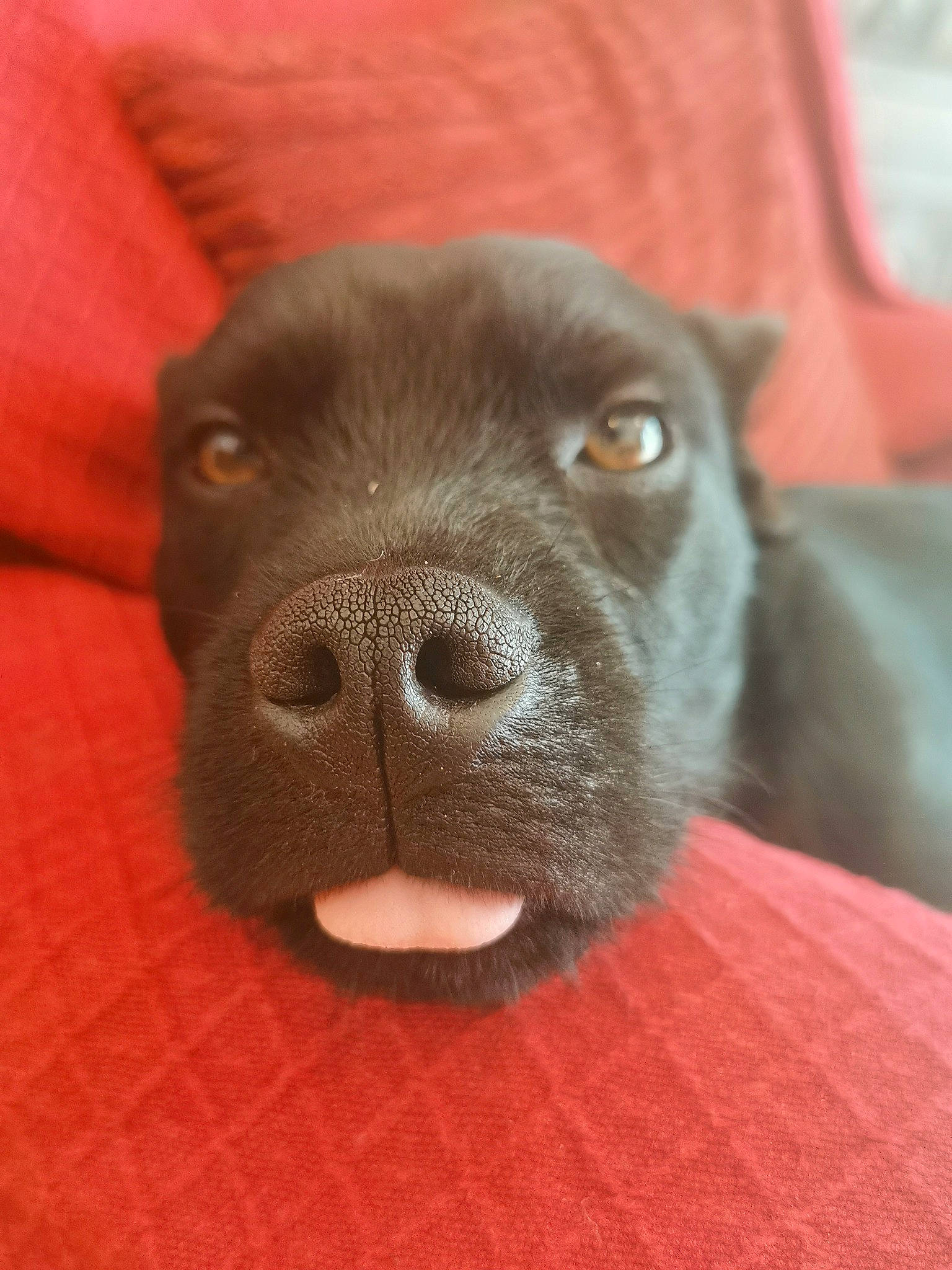 Jay Jay joined the competition — help win amazing prizes! american_pit_bull_terrier, canidae, carnivore, dog, dog_breed, ear, fawn, labrador_retriever, mammal, mouth, nose, patterdale_terrier, puppy, rare_breed_dog, snout, sporting_group, staffordshire_bull_terrier, whiskers