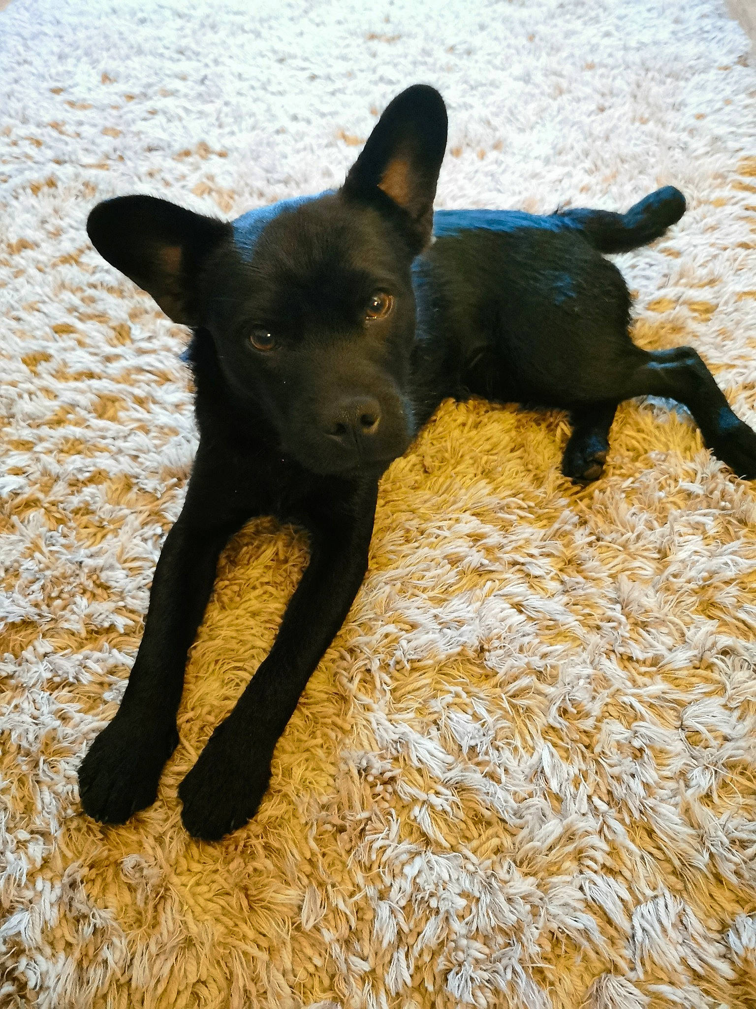 Jay Jay is registered to the contest to win money with this photo: australian_kelpie, canidae, carnivore, dog, dog_breed, feist, formosan_mountain_dog, german_pinscher, hunting_dog, mammal, non_sporting_group, patterdale_terrier, puppy, rare_breed_dog, sporting_group, tail, vertebrate