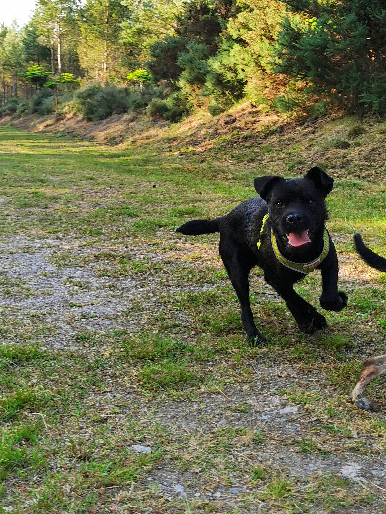 Jay Jay is registered to the contest to win money with this photo: adventure, borador, canidae, carnivore, dog, dog_breed, dog_walking, formosan_mountain_dog, hunting_dog, labrador_retriever, patterdale_terrier, plant, rare_breed_dog, sporting_group, tail