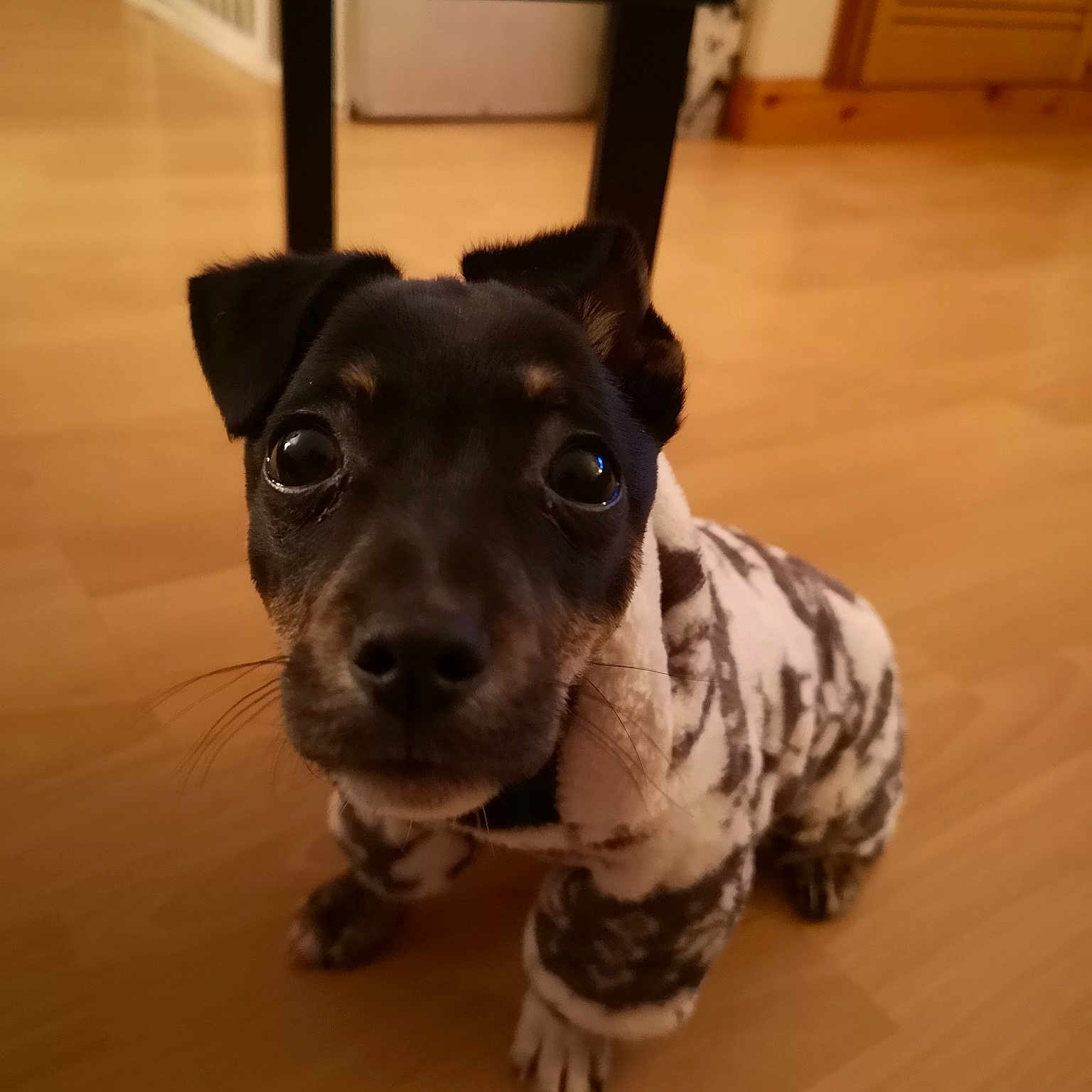 Pretzel is registered to the contest to win money with this photo: carnivoran, dog, dog_breed, dog_breed_group, dog_like_mammal, puppy, snout, whiskers
