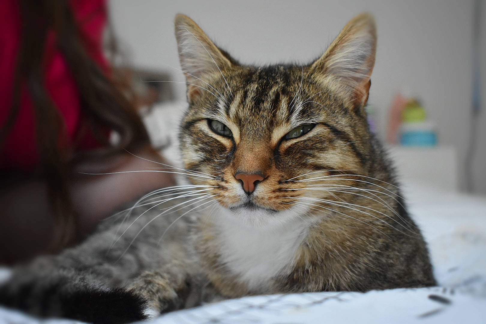 Sushi a rejoint le concours — aidez-le/la à gagner de superbes lots ! carnivore, cat, claw, domestic_short_haired_cat, felidae, fur, paw, small_to_medium_sized_cats, snout, snow, terrestrial_animal, tree, whiskers, wildlife, window, winter