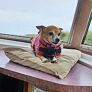 Lucy joined the competition — help win amazing prizes! dog, small_dog, life_jacket, cushion, window, rain, indoor, counter, relaxing, pet, animal, brown_dog, pink, calm, alert, fur, ears, snout, paws, resting