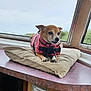 dog, small_dog, life_jacket, cushion, window, rain, indoor, counter, relaxing, pet, animal, brown_dog, pink, calm, alert, fur, ears, snout, paws, resting
