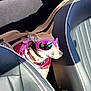 Lucy joined the competition — help win amazing prizes! dog, goggles, pink, car, car_seat, pet, canine, harness, sunlight, reflection, small_dog, leather_seat, animal, travel, sitting, shade, shadow, side_view, cute, accessory
