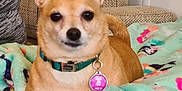 Lucy is registered to the contest to win money with this photo: dog, small_dog, tan_dog, collar, pet_id_tag, blanket, colorful_blanket, patterned_blanket, couch, furniture, indoors, pet, animal, ears, face, paw, relaxed, lying_down, cozy, domestic