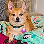 dog, small_dog, tan_dog, collar, pet_id_tag, blanket, colorful_blanket, patterned_blanket, couch, furniture, indoors, pet, animal, ears, face, paw, relaxed, lying_down, cozy, domestic