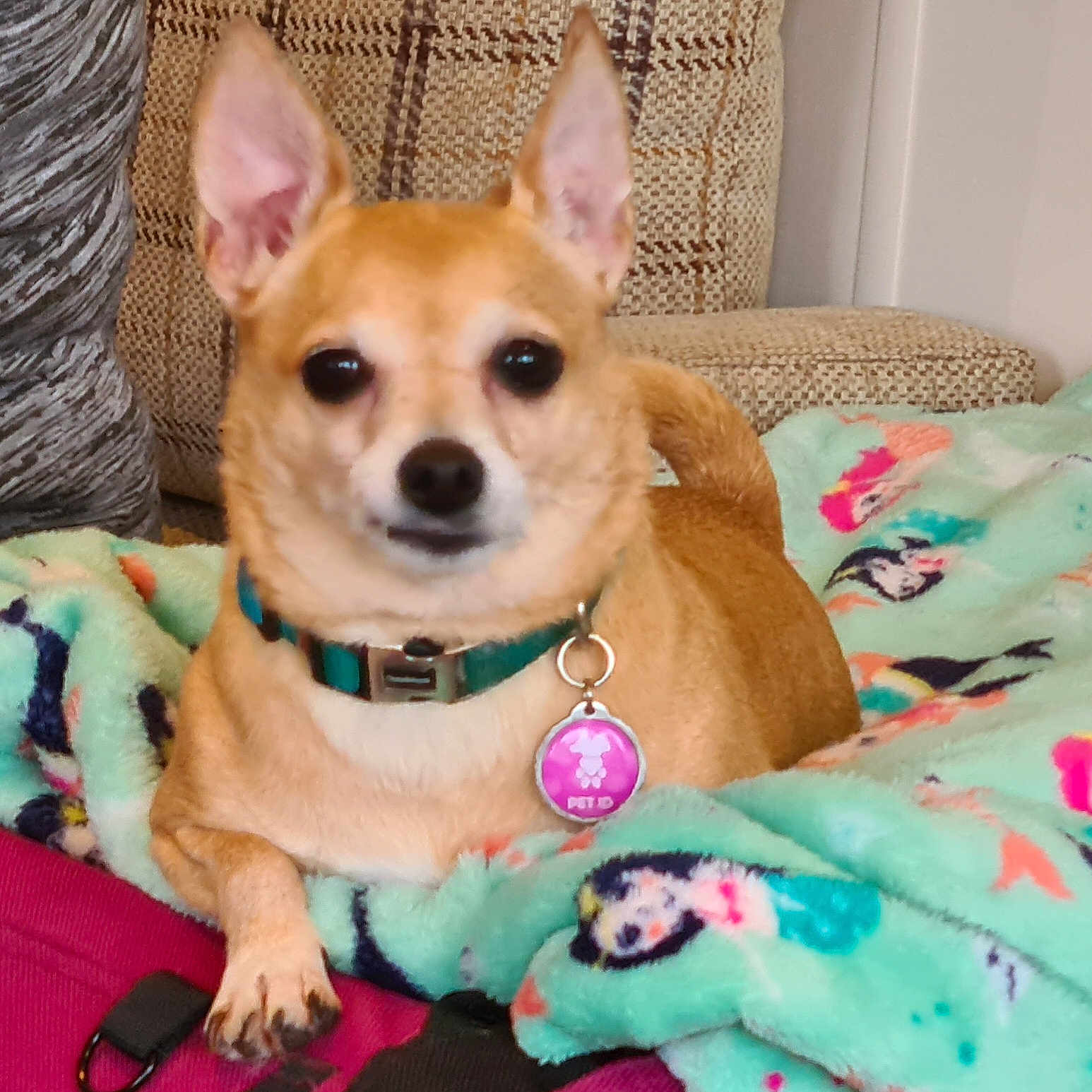 Lucy is registered to the contest to win money with this photo: animal, blanket, collar, colorful_blanket, couch, cozy, dog, domestic, ears, face, furniture, indoors, lying_down, patterned_blanket, paw, pet, pet_id_tag, relaxed, small_dog, tan_dog