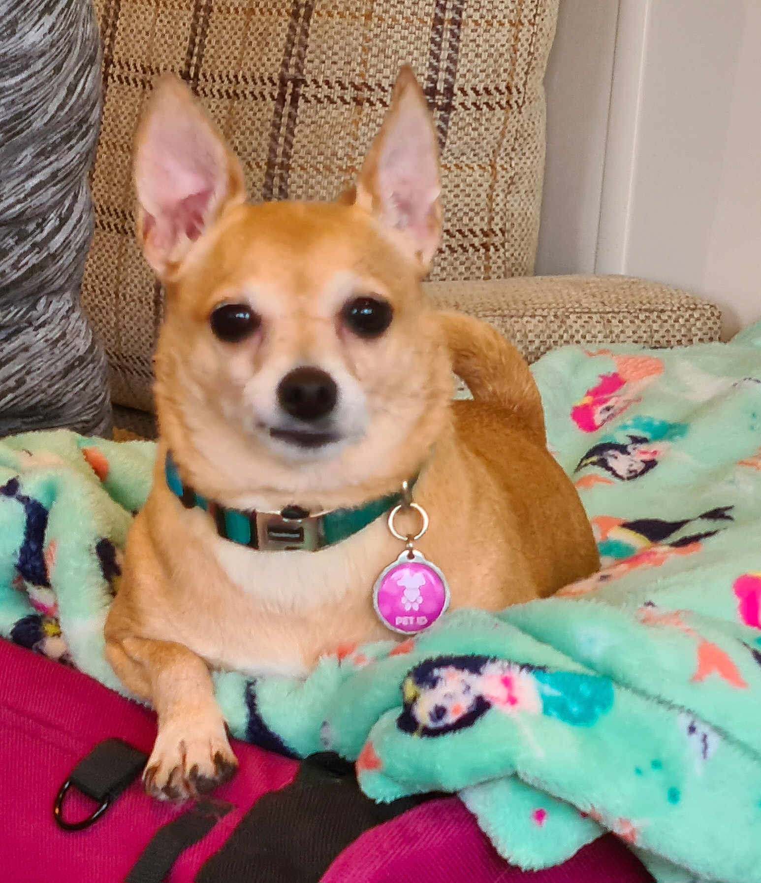 Lucy is registered to the contest to win money with this photo: dog, small_dog, tan_dog, collar, pet_id_tag, blanket, colorful_blanket, patterned_blanket, couch, furniture, indoors, pet, animal, ears, face, paw, relaxed, lying_down, cozy, domestic