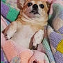 Lucy joined the competition — help win amazing prizes! dog, blanket, lying_down, cute, pet, cozy, indoor, small_dog, fur, relaxed, warm, snuggled, colorful, patterned_blanket, sleepy, paws, animal, portrait, home, resting