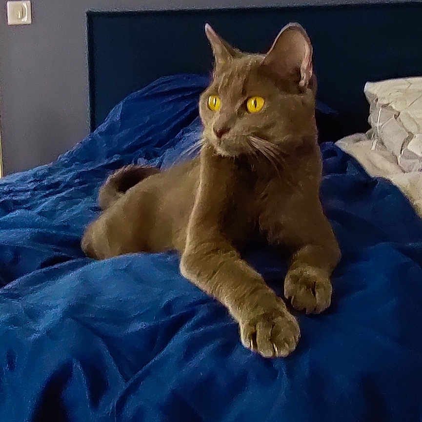 Max participe au concours pour gagner de l'argent avec cette photo : animal, bed, blue_bedspread, cat, cozy, cute, domestic, ears, feline, fur, gray_cat, home, indoor, looking_away, paws, pet, relaxed, resting, whiskers, yellow_eyes