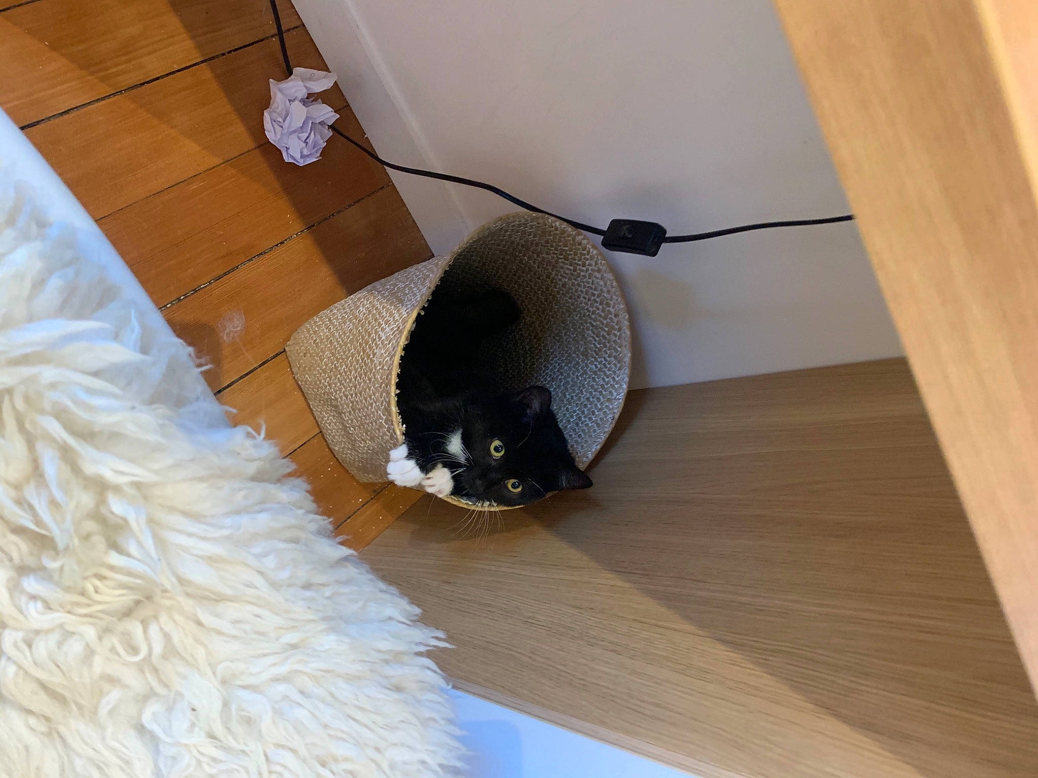 Hekla a rejoint le concours — aidez-le/la à gagner de superbes lots ! carnivore, cat, comfort, felidae, floor, flooring, grey, hardwood, laminate_flooring, linens, pest, plywood, room, small_to_medium_sized_cats, stuffed_toy, tail, whiskers, wood, wood_stain, wool