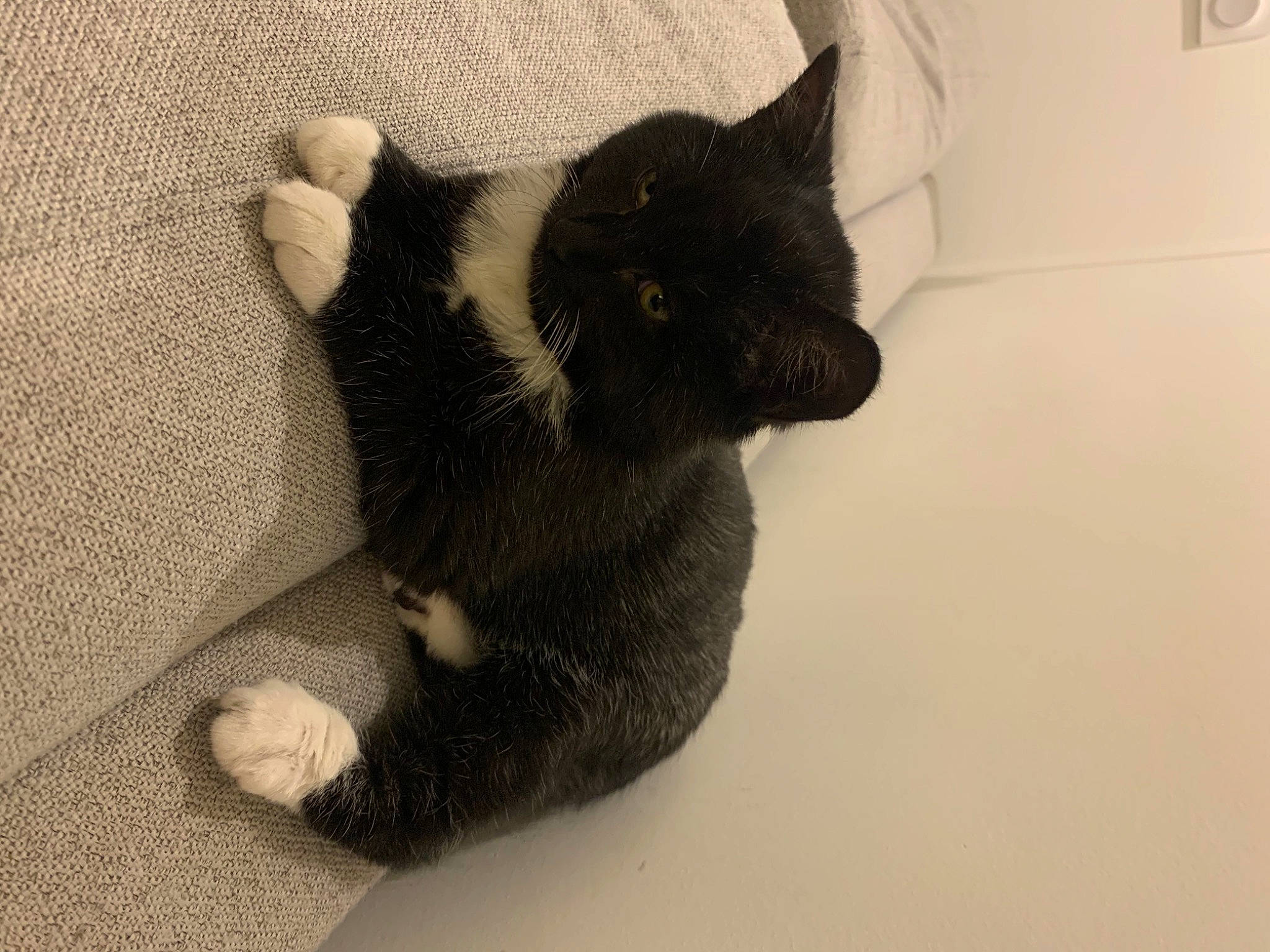 Hekla participe au concours pour gagner de l'argent avec cette photo : black_cat, canidae, carnivore, cat, cat_supply, claw, comfort, dog_breed, domestic_short_haired_cat, felidae, foot, fur, grey, paw, small_to_medium_sized_cats, snout, stuffed_toy, tail, terrestrial_animal, whiskers