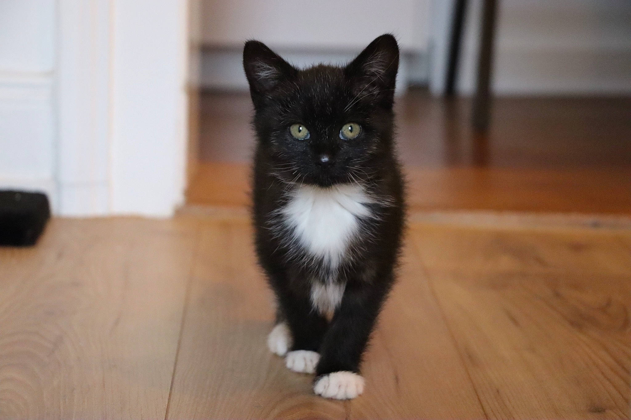 Hekla participe au concours pour gagner de l'argent avec cette photo : black_cat, carnivore, cat, dog_breed, domestic_short_haired_cat, door_mat, felidae, flooring, fur, hardwood, laminate_flooring, plank, small_to_medium_sized_cats, snout, tail, varnish, whiskers, wood, wood_flooring, wood_stain