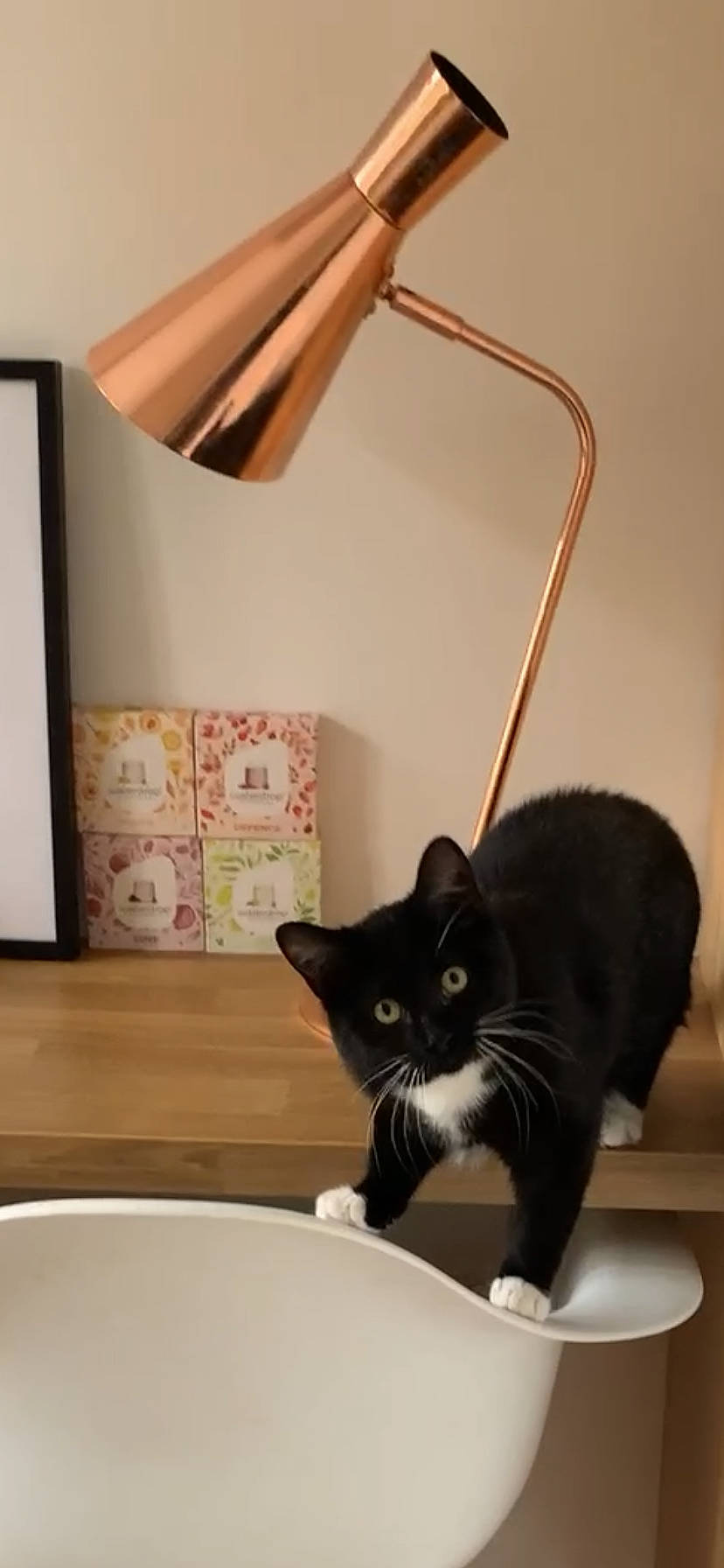 Hekla a rejoint le concours — aidez-le/la à gagner de superbes lots ! carnivore, cat, cat_supply, comfort, domestic_short_haired_cat, felidae, flooring, hardwood, household_supply, interior_design, lamp, lighting, pet_supply, room, shelf, shelving, small_to_medium_sized_cats, whiskers, window, wood