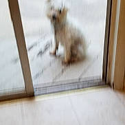 Mia joined the competition — help win amazing prizes! dog, blurry, small_dog, glass_door, door_frame, floor, indoor, outdoor, pet, animal, waiting, tile_floor, white_dog, blur, home, house, window, background, fence, door_threshold