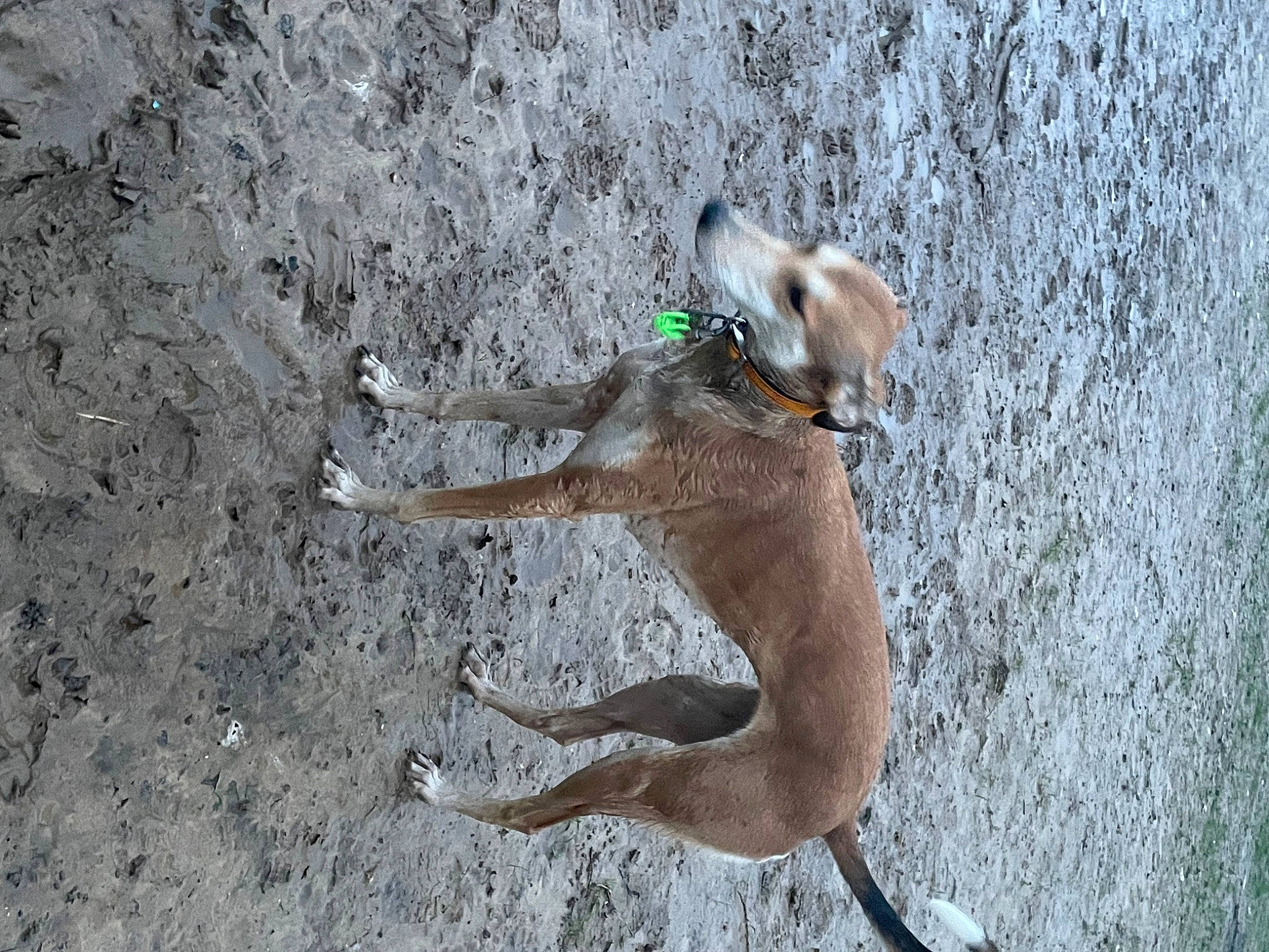 Coco is registered to the contest to win money with this photo: canidae, carnivore, dog, dog_breed, fawn, fun, grey, paw, pet_supply, rampur_greyhound, recreation, shadow, soil, sporting_group, tail, terrestrial_animal