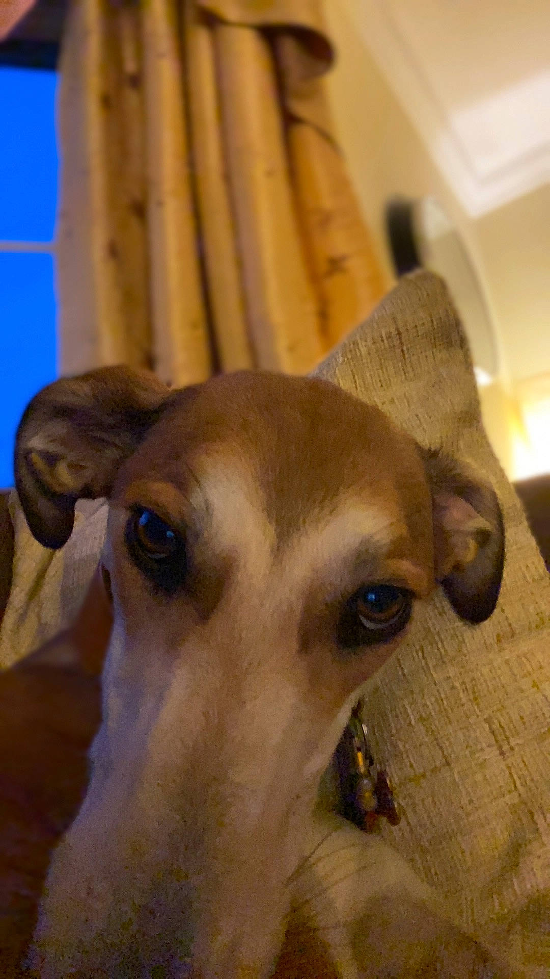 Coco joined the competition — help win amazing prizes! canidae, carnivore, companion_dog, curtain, dog, dog_breed, fawn, flooring, hardwood, magyar_agar, non_sporting_group, polish_greyhound, rampur_greyhound, sighthound, snout, sporting_group, terrestrial_animal, whiskers, wood, working_animal