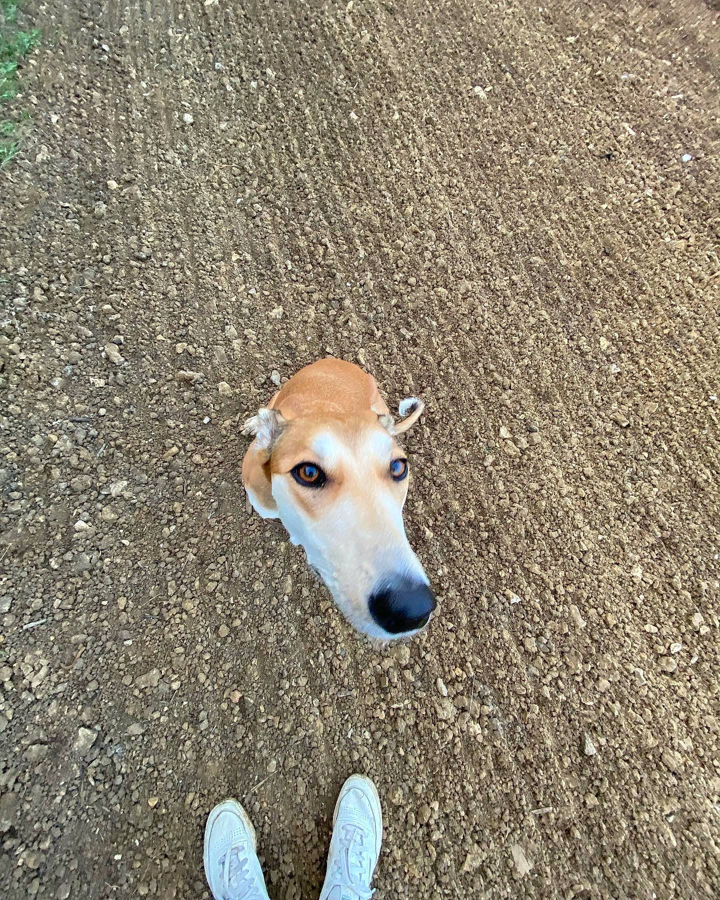 Coco joined the competition — help win amazing prizes! asphalt, canidae, carnivore, companion_dog, dog, dog_breed, fawn, foot, grass, non_sporting_group, pet_supply, road_surface, shadow, snout, soil, sporting_group, tail, terrestrial_animal, wood, working_animal