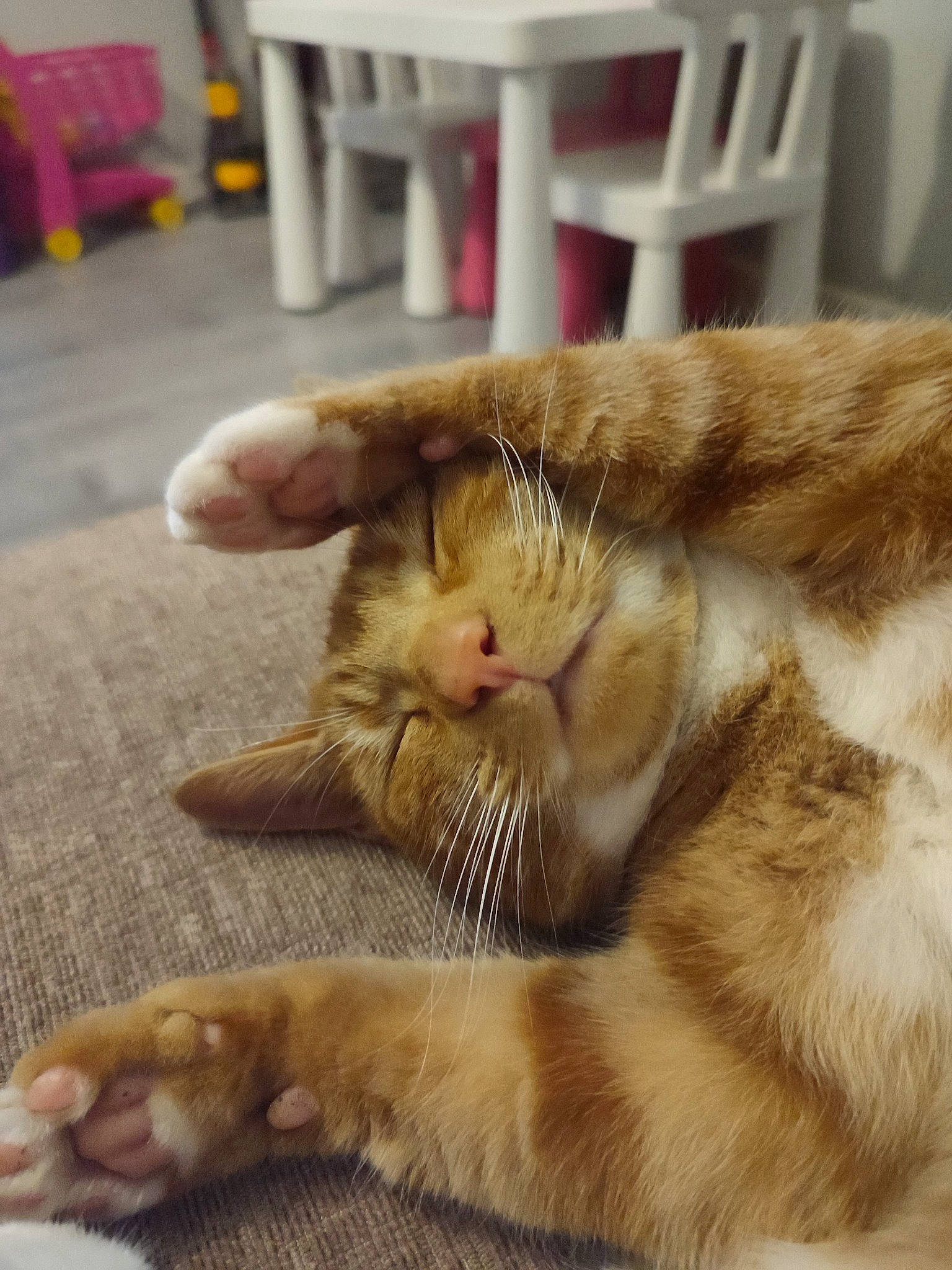 Gingy is registered to the contest to win money with this photo: carnivore, cat, chair, claw, comfort, domestic_short_haired_cat, fawn, felidae, flooring, fur, hardwood, nap, paw, small_to_medium_sized_cats, snout, table, tail, terrestrial_animal, whiskers, wood